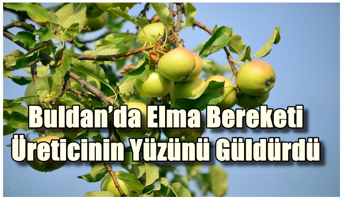 Buldan’da Elma Bereketi: Hasat Üreticinin Yüzünü Güldürdü