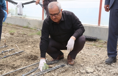  1 MİLYON DOMATES FİDESİ TOPRAKLA BULUŞUYOR