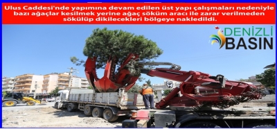 AĞAÇLAR YENİ YERİNE TAŞINIYOR