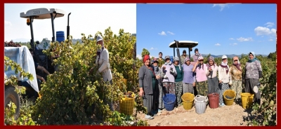 Baklan´da Üzüm Satışları Çiftçinin Yüzünü Güldürdü