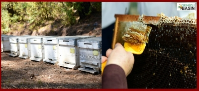 Bu Yıl Çam Balı Hasadından 15 Bin Ton  Bal Bekleniyor