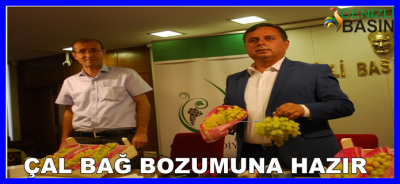 ÇAL BAĞ BOZUMUNA HAZIR