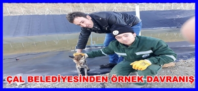 ÇAL ZAPITASINDAN ÖRNEK DAVRANIŞ