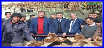  Çivril İlçesinde İvesi Koç Dağıtımı Yapıldı