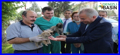 Denizli'de Sokak Hayvanları Sahipsiz Değil