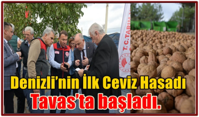 Denizli’nin İlk Ceviz Hasadı Tavas’ta başladı.