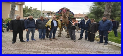 Develer Havutlarını Giydi