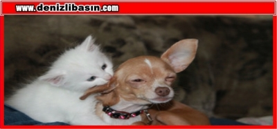 Dijital Dünyada Evcil Hayvanları Korumak İçin Neler Yapabiliriz?