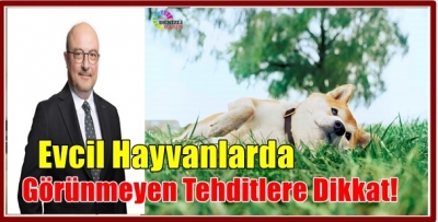 Evcil Hayvanlarda Görünmeyen Tehditlere Dikkat!