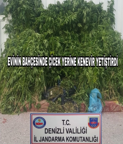 EVİNİN BAHÇESİNE ÇİCEK YERİNE KENEVİR YETİŞTİRDİ