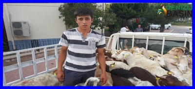 Genç Çiftçi Proje Desteklemesi Kapsamında Küçükbaş Hayvan Dağıtımı Başladı