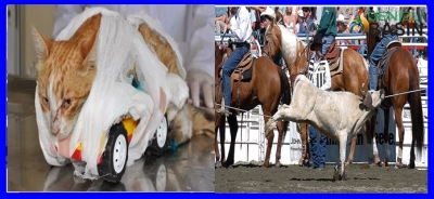 Hayvana Şiddet Uygulayana Zorunlu Islah!