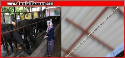 KARA SİNEKLERE İPLİ MÜCADELE