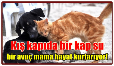 Kış kapıda bir kap su, bir avuç mama hayat kurtarıyor!