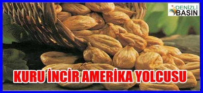 Kuru İncir Amerika Yolcusu
