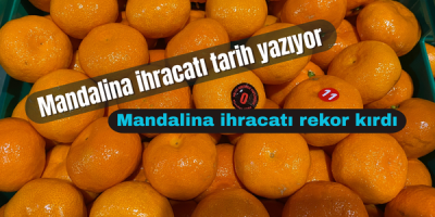 Mandalina ihracatı rekor kırdı
