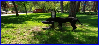 SOKAK HAYVANLARI İÇİN ETKİNLİK DÜZENLENİYOR