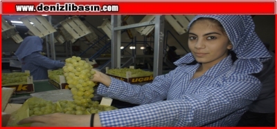 Superior Üzümünün İhracat Yolculuğu Başlıyor!