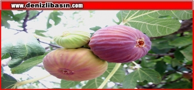 Taze siyah incirin ihracat yolculuğu başlıyor!