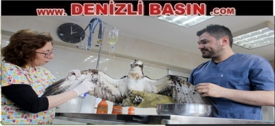  Yavru kartala Büyükşehir şefkati