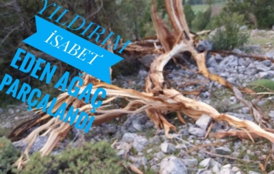 YILDIRIM İSABET EDEN AĞAÇ PARÇALANDI